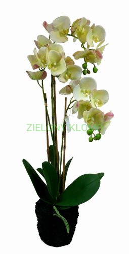 storczyk cytryna doniczka.JPG