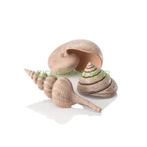Muszle Naturalne Zestaw 3 SZT 48355 Biorb