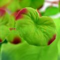 biorb silk plant.jpg