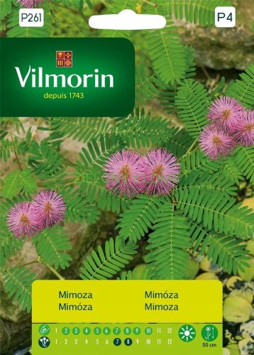 Mimoza Pudica 0,8g Vilmorin