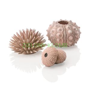 Jeżowce Morskie Naturalne 48366 Biorb
