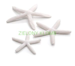 Rozgwiazdy Białe 3 SZT 46134 Biorb