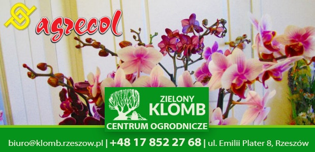 nawóz do storczyków